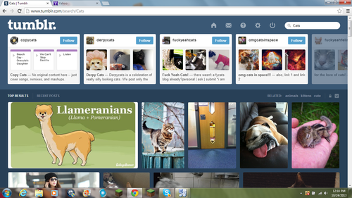 I tried searching cats on tumblr 