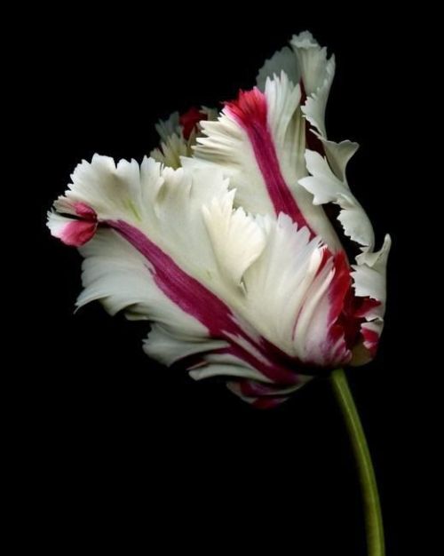 flowersgardenlove: The beautiful parrot Beautiful gorgeous pretty flowers 