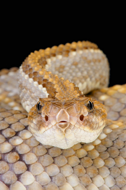 jaws-and-claws:  Aruba rattlesnake / Crotalus durissus unicolor by Reptiles4all on Flickr. 
