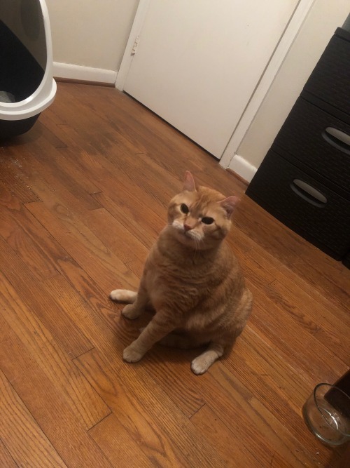 My Aunt Is Staying With My Ma And I, And She Brought Her Cat! This Is Buddy, Who Is