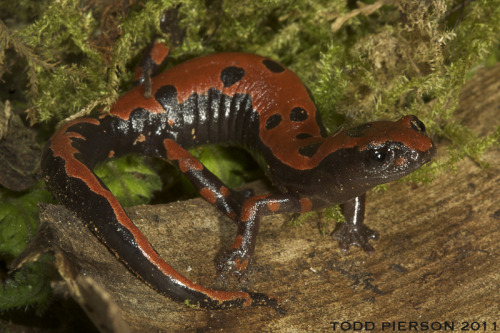 Lincoln’s Web-Footed Salamander - Bolitoglossa lincolniBolitoglossa lincolni (Plethodontidae) 