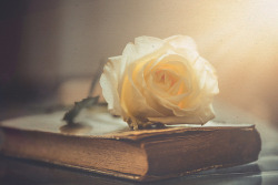 littlewickedthingsx:A white rose by RoCafe