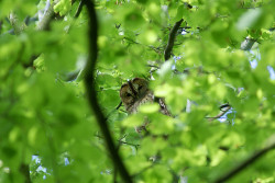 Daily-Owls:  Owl By Elliot Young On Flickr.