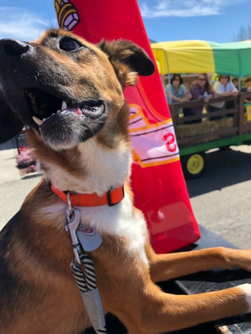 123rd annual Irrigation Festival parade this morning and then a car show after , Freya enjoyed all the people