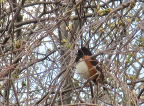 Here are a couple of birds that helped make my bird walk a success. Rufus-sided towhee above, brown 