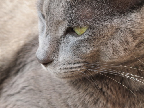 alittletasteofmint:My grey cat…