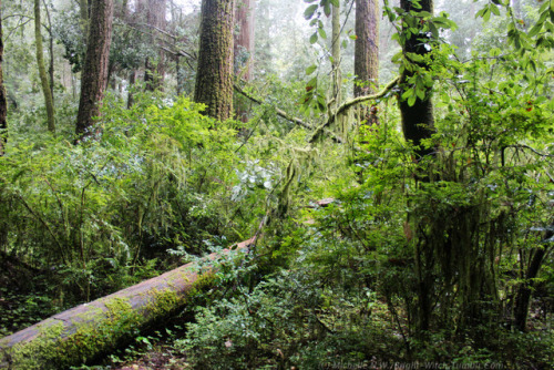 bright-witch: Redwoods in Spring Print Shop 50% of print shop proceeds will be donated to a charity 