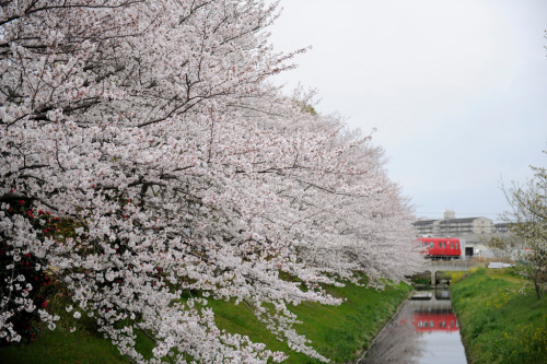 20110408 Horiuchi Park 7 by Bong GritVia Flickr:名鉄の西尾線を電チラしながらお花見。@Horiuchi park, Anjo, Aichi pref. 