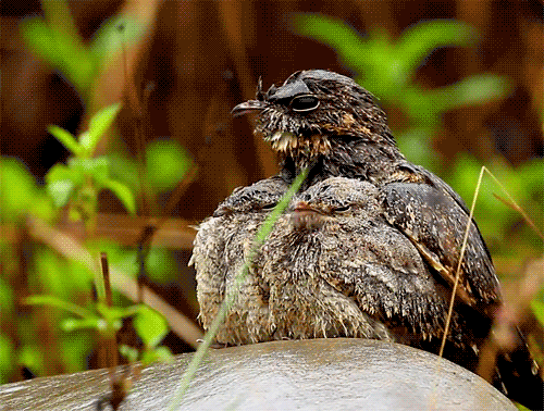 fat-birds:  allied nightjar(s).