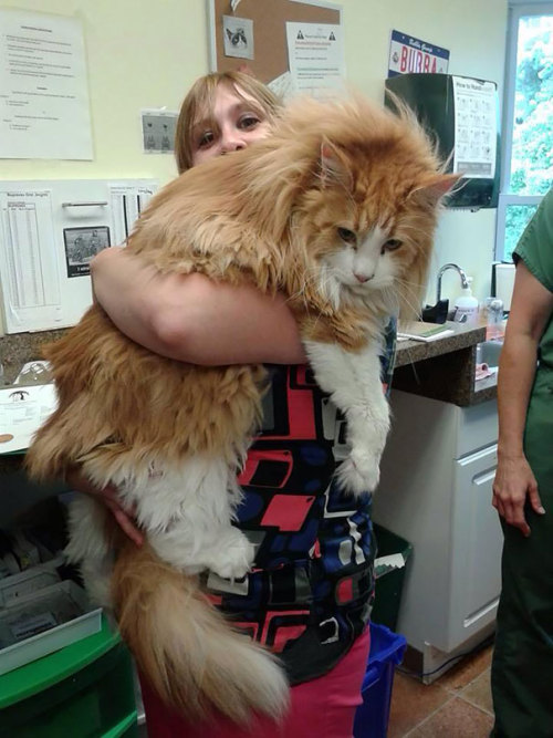 50plusotaku:awesome-picz:Maine Coon Cats That Will Make Your Cat Look Tiny.Want