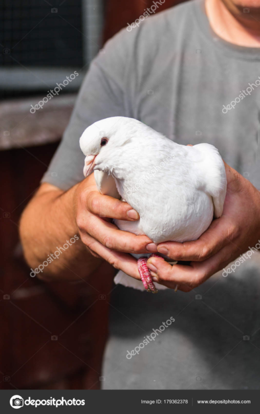 tiny-feisty-gay: snarg:  stereofeathers:  tawghasa:  hot-honey-fag:  slash-queen:  todaysbird:   remember: the ‘holy’ white doves are just white rock doves, aka the common pigeon!  Doves are just pigeons with white privilege   Also can we talk about