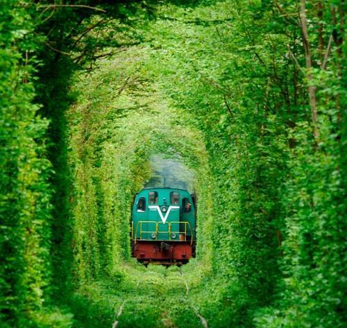 tulipnight:  Green Tunnel by albaderrico on Flickr. 
