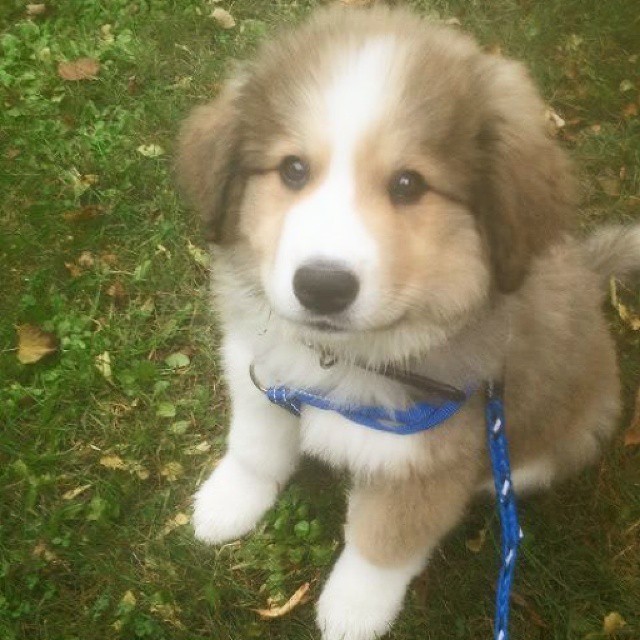 awwww-cute:  My mom got a puppy and I’m so jealous