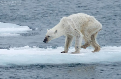 currentsinbiology:discoverynews:Photo of Sickly Polar Bear Signals Tragedy Ahead in ArcticA viral ph