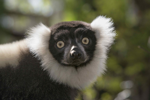 sdzsafaripark:  9 Scary Animals You Shouldn’t Be Afraid Of Read more… 