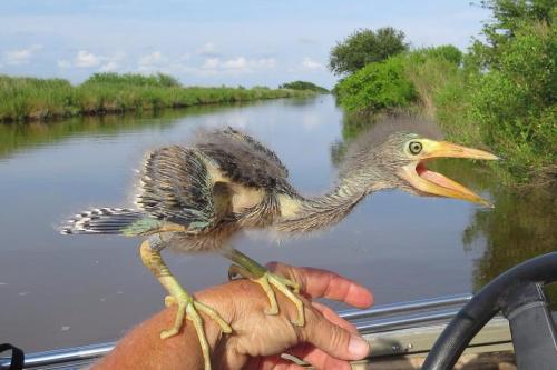 leviathan-supersystem:clayorey:Wonder what happened to the dinosaurs? This is a baby Blue Heron.this
