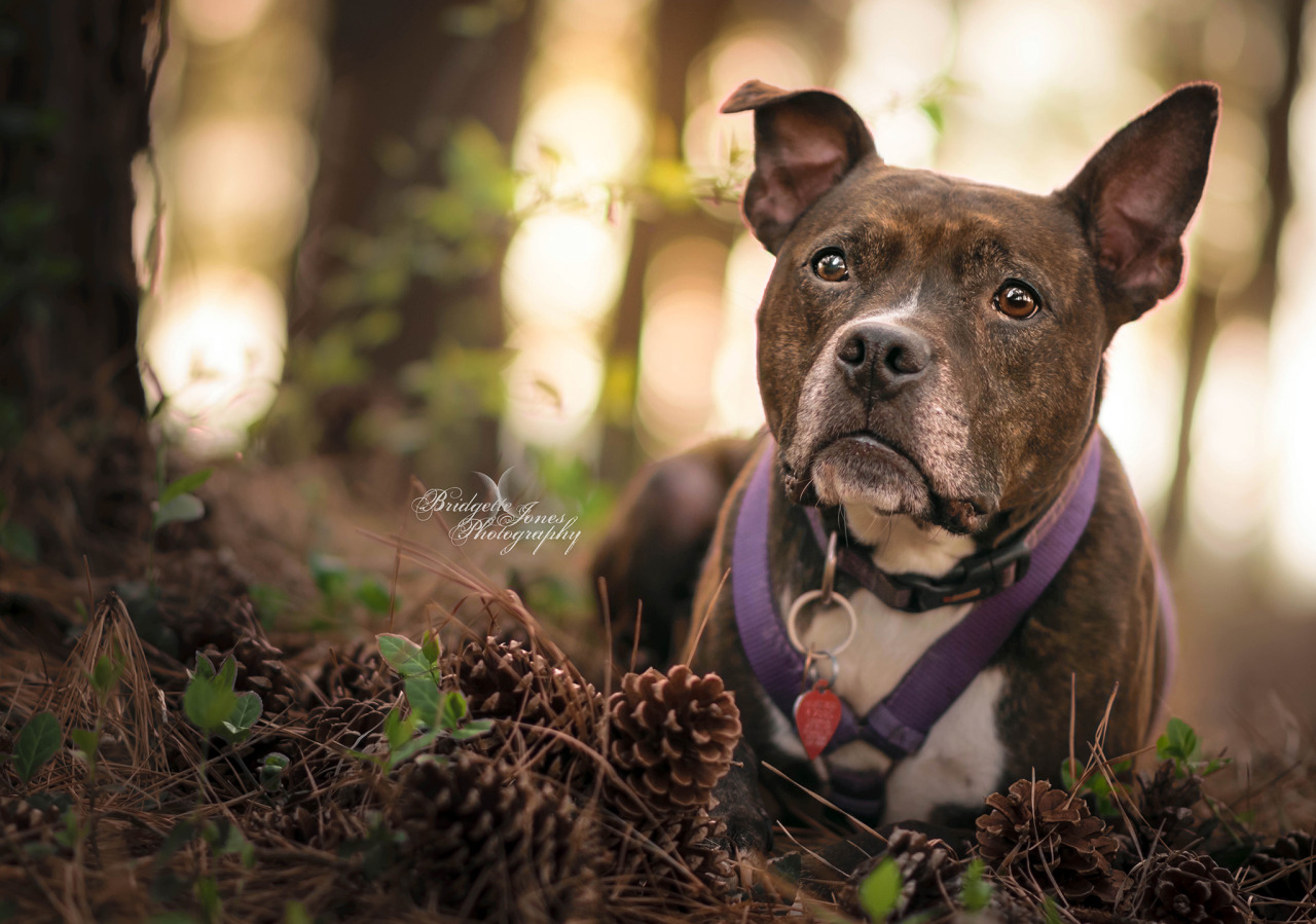 Evie, majesty of the pinecone hoards! Taken April, 2021. Actually pretty happy with these recent batch of photos with my 