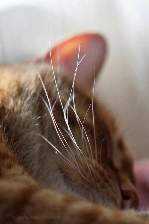 mischiefandmay:A fine crop of whiskers