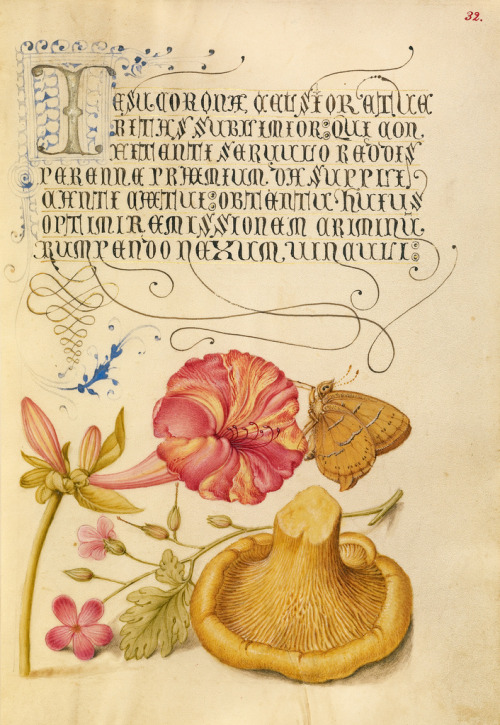 heaveninawildflower:Four-o'Clock, Brown Hairstreak, Herb Robert, and Chanterelle. Watercolour, gold 