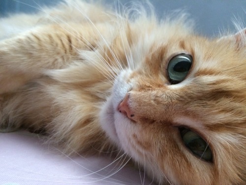 pmseymourva:  It’s very important to get your daily cuteness BTW Her name is Princess —&