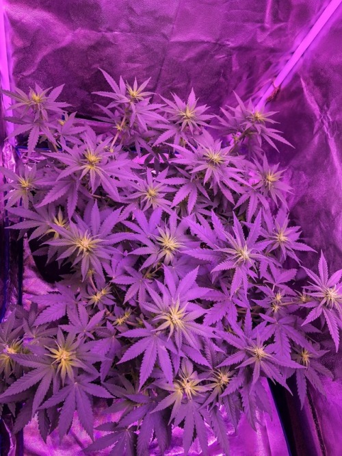 Happy healthy ladies getting their flower on Atomic, Kush Bomb and Cherry Bomb all bred by Bomb Seed