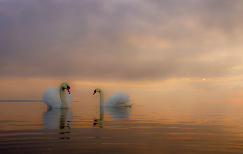 An evening with Mute swans by Master Pedda Thanks for more than 600 000 views. on Flickr.