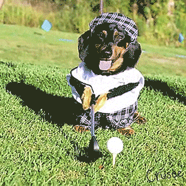 hotwifehoney: thenatsdorf: Dachshund brothers play golf. [video] @hotknightmice I think I found new 