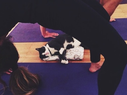 yoga cats winter