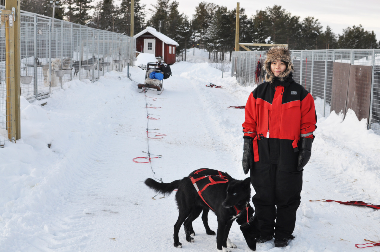 Sayaka Kuwabara 犬ぞり体験 In Kiruna