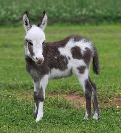 meancutie:miniature donkey 