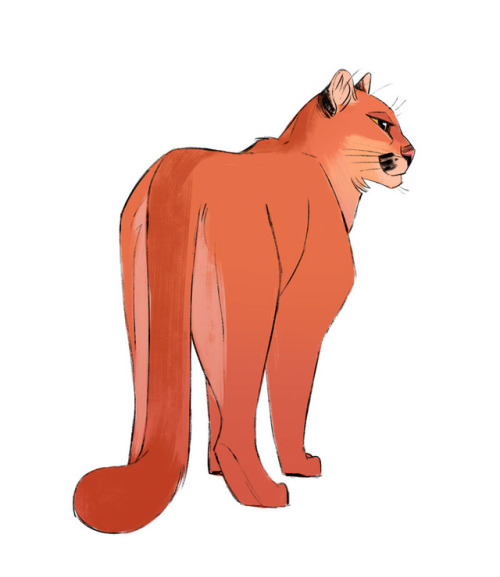 dailycatdrawings:648: Mountain Lion