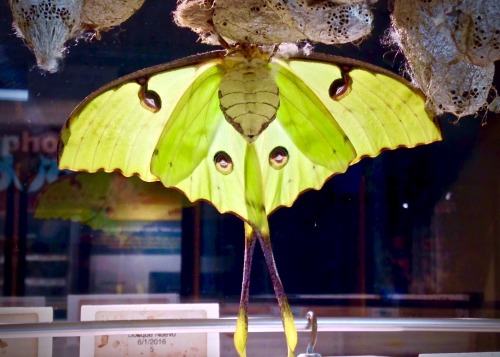 African Moon Moth (Argema mimosae) ♀