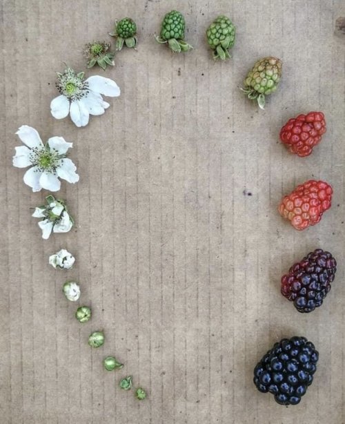 mevima:Translation: The cycle of life of the tomato, the blueberry, the blackberry, and the strawber