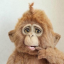 zoobewibb