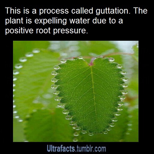 ultrafacts:  Source Follow Ultrafacts for more facts 
