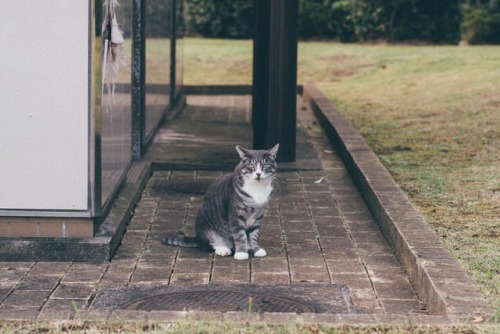 猫です ・ ・ ・ #japan #animal #cat #igers #igersjp #instagram #instagramjapan #olympus #reco_ig #pics_jp 