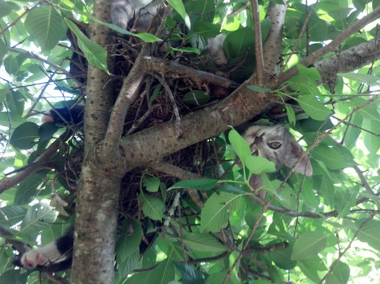 drarryonmywaywardson:  SO I SAW ONE OF MY KITTENS CLIMBING A TREE TODAY AND SORT