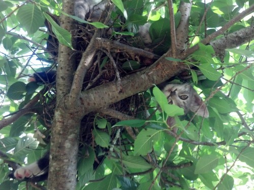 tekaihau: bonepartiste: drarryonmywaywardson: SO I SAW ONE OF MY KITTENS CLIMBING A TREE TODAY AND S