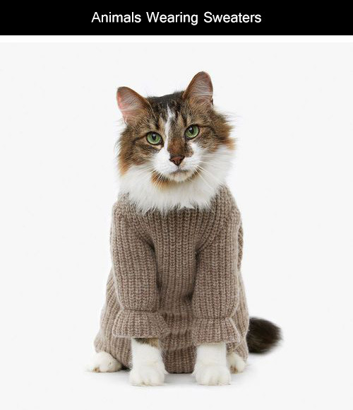 tastefullyoffensive:  Animals Wearing SweatersPreviously: adult photos