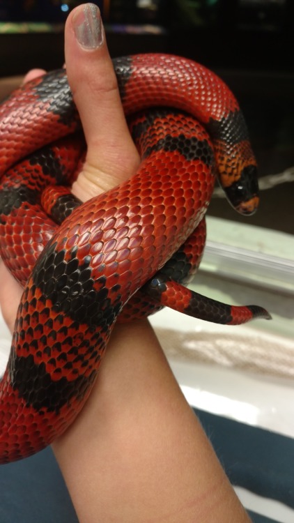 A lovely reptilian coworker from the zoo today- he actually fell asleep on me!Honduran Milk Snake