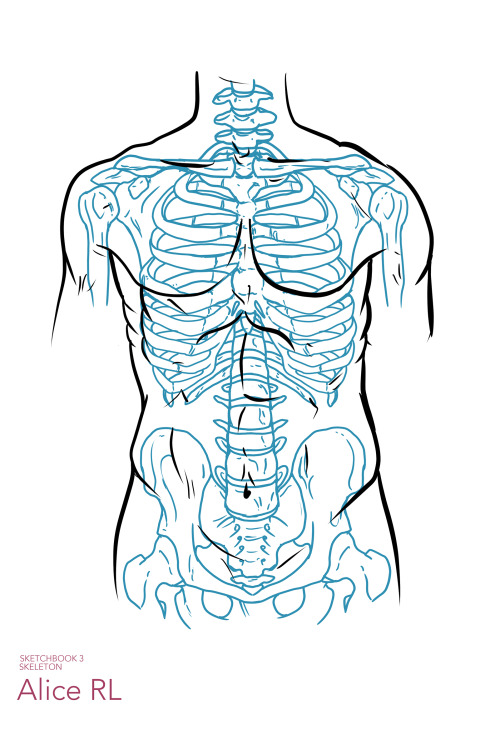 skeleton + muscle study