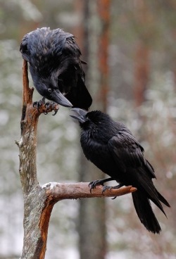Pardon me, would you mind repeating that? (American Crows)