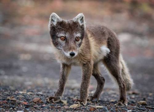 “ Always be yourself. Unless you can be an Arctic fox.Then always be an Arctic fox. “ -  Simon J Pie