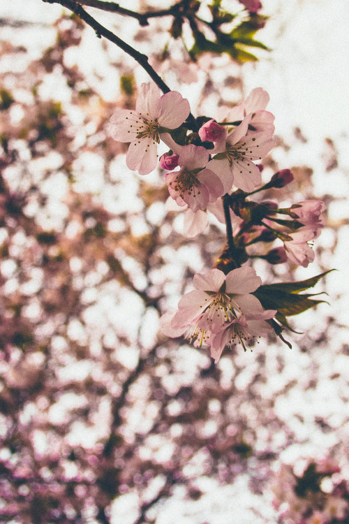 northskyphotography: Blossoms | by North Sky PhotographyFacebook | Instagram | 500px | Tumblr | Soci