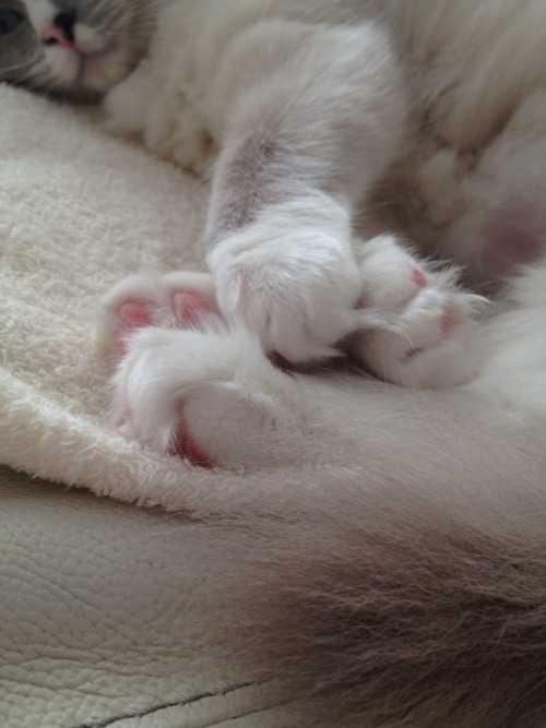 Kitty paws are the best