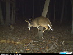 10knotes: Can we all take a moment to appreciate the beauty of trail cam deer