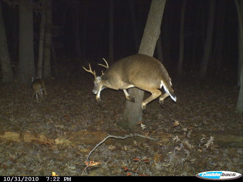 howtoskinatiger:Can we all take a moment to appreciate the beauty of trail cam deer