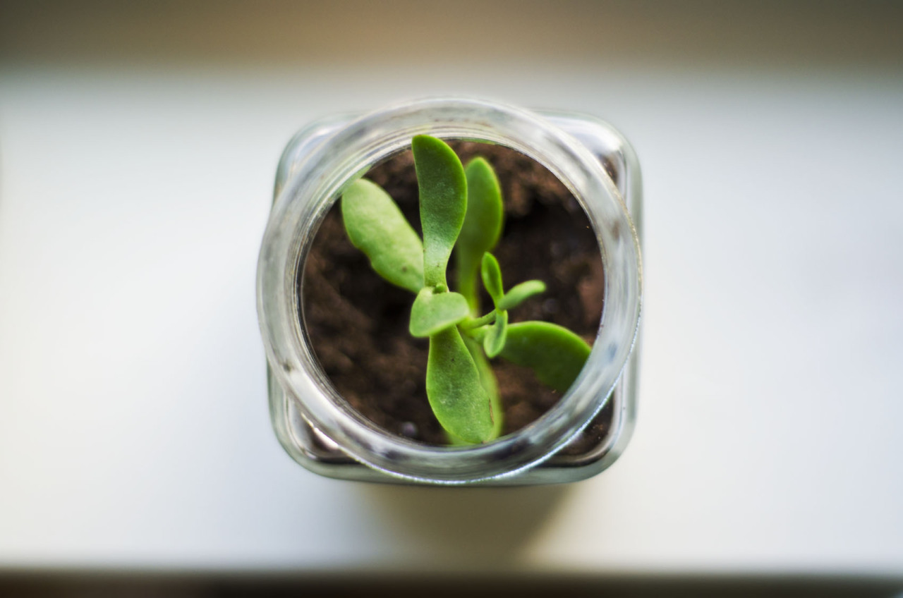 meeppetrie:  Some much better pictures of the terrariums I made yesterday. They’re