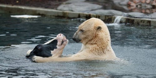 virginiaviking:  southernsideofme:  The polar bear in Copenhagen Zoo gets a cow head about once a week.  At first you think he had a cow friend playing in the water with him, and then it becomes clear
