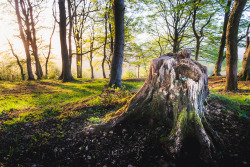 freddie-photography:  Sunshine on Moors and Lower Forests, Gloucestershire UK  By Freddie Ardley PhotographyWebsite | Facebook | Instagram | Twitter 